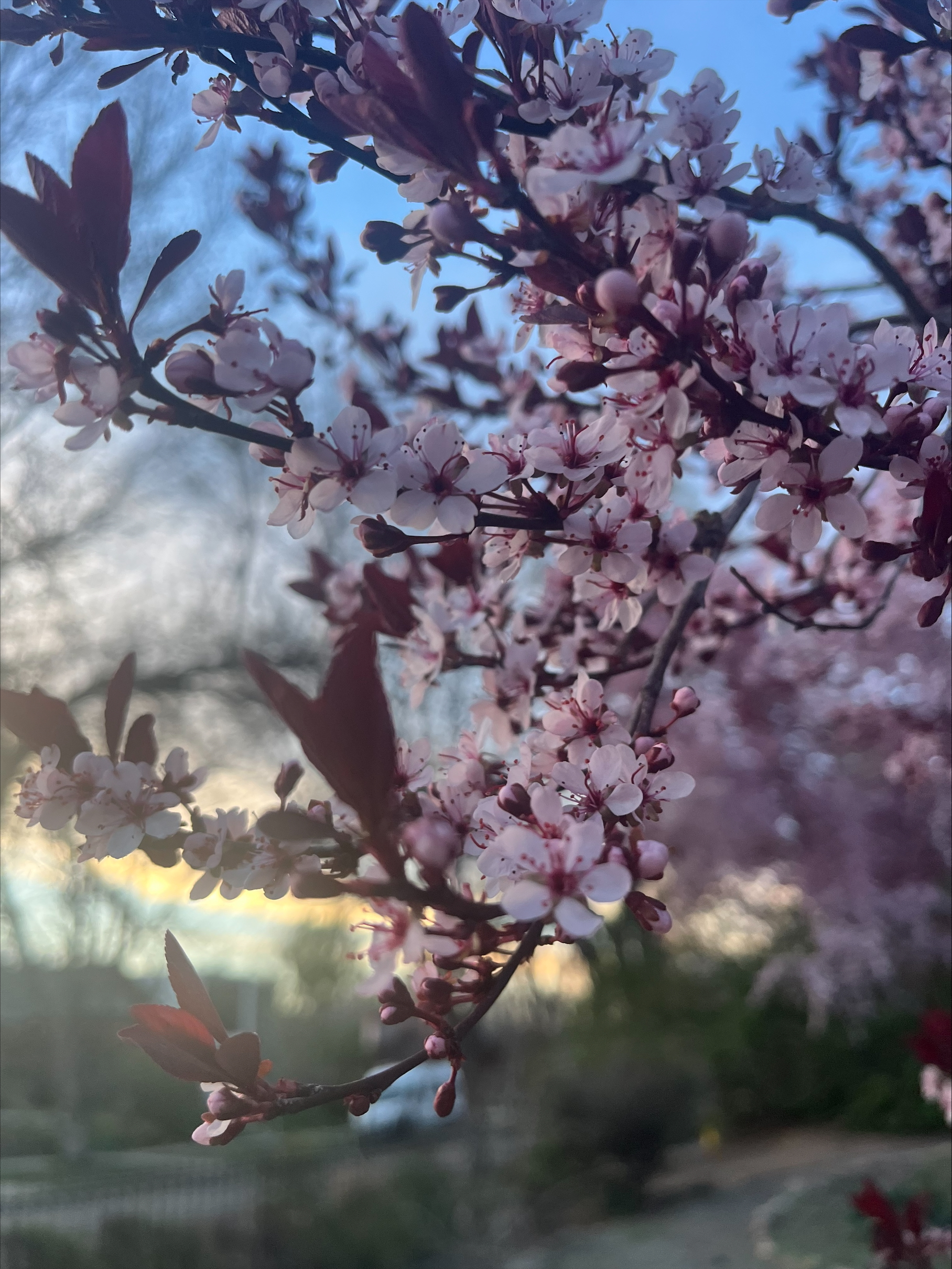 Subtle Purple Tones of flowers in a tree