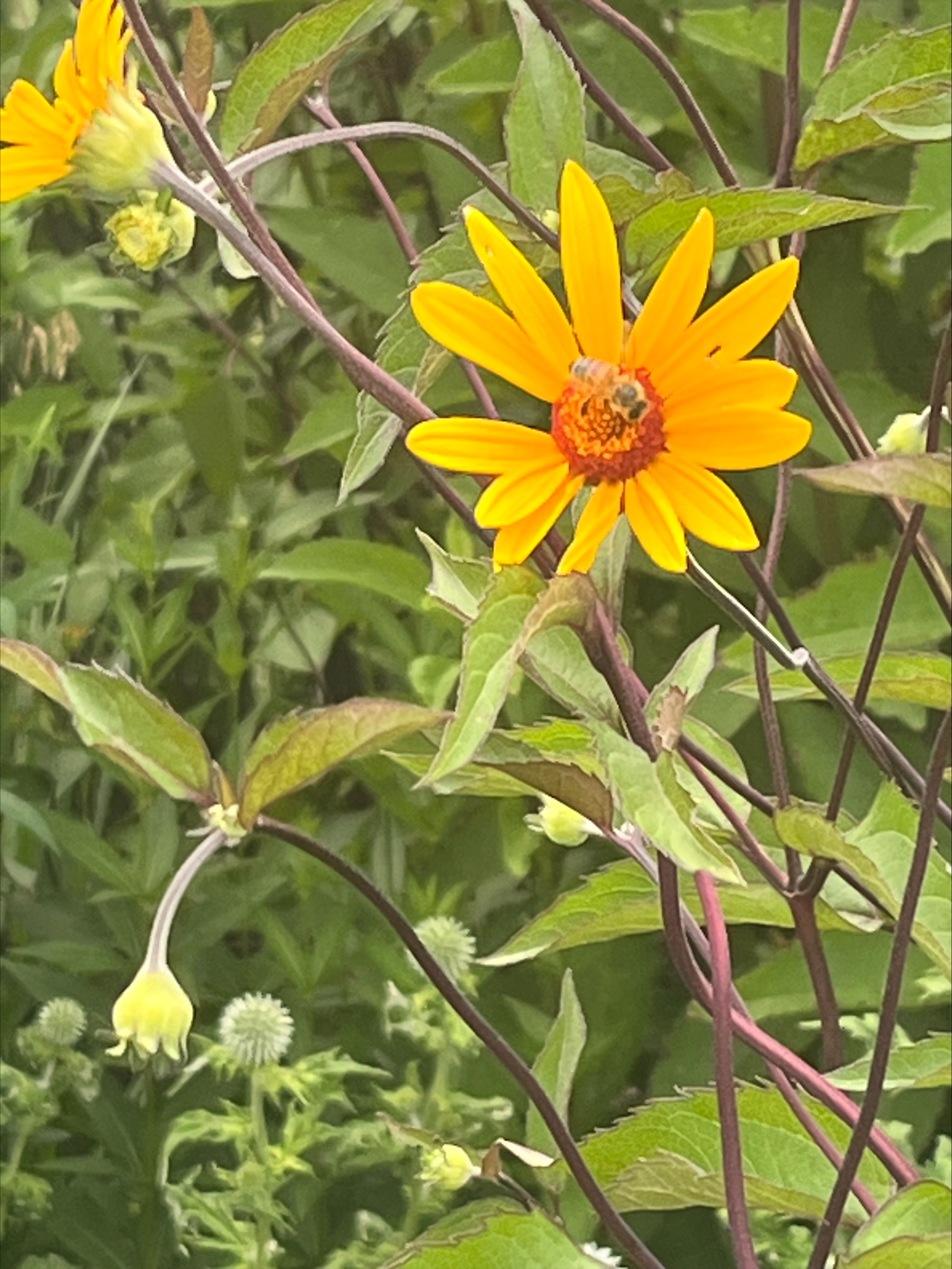 A Yellow viney flower feeding the bees