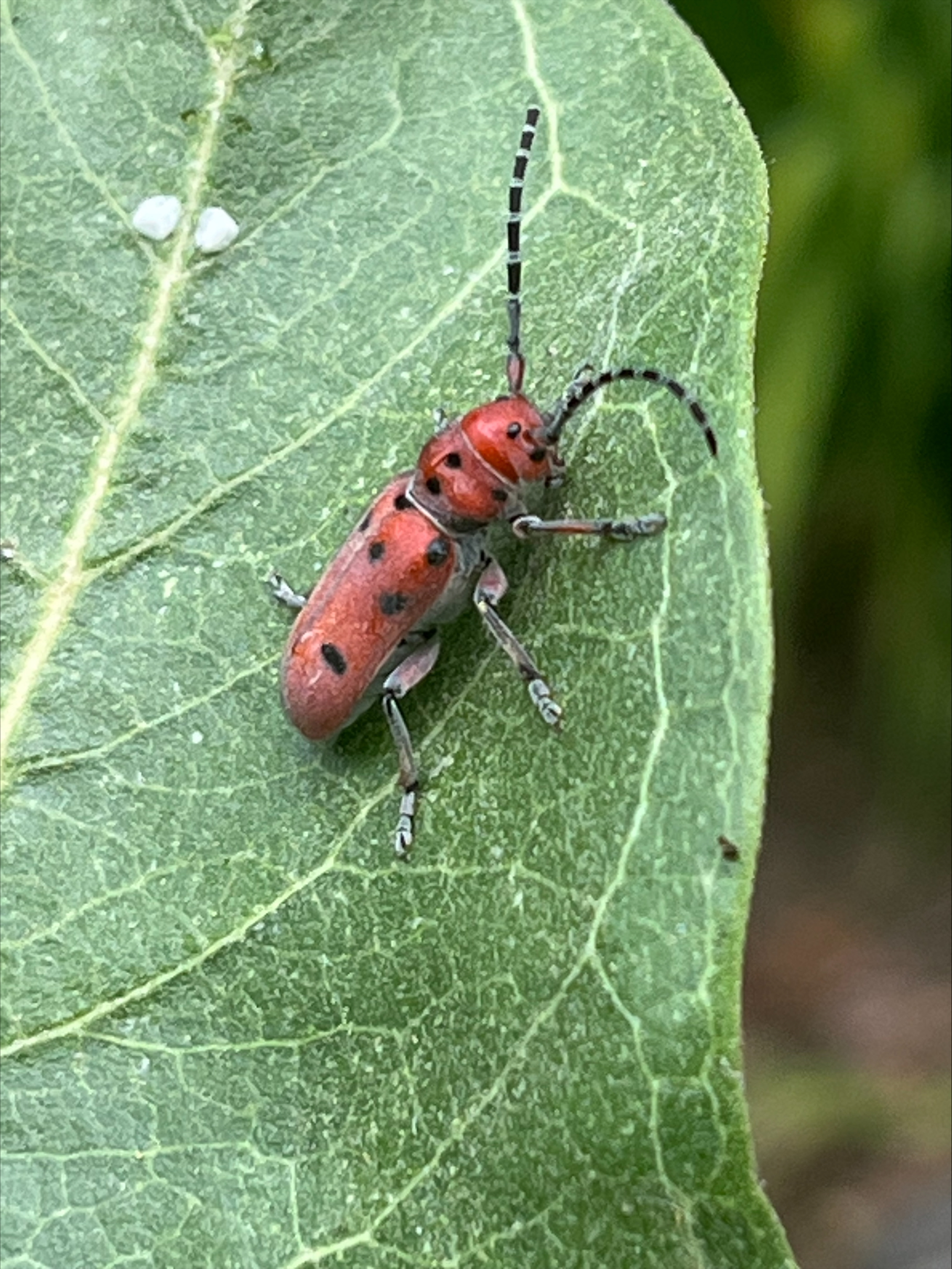 A Red Bug and Bug Eggs on Leaf