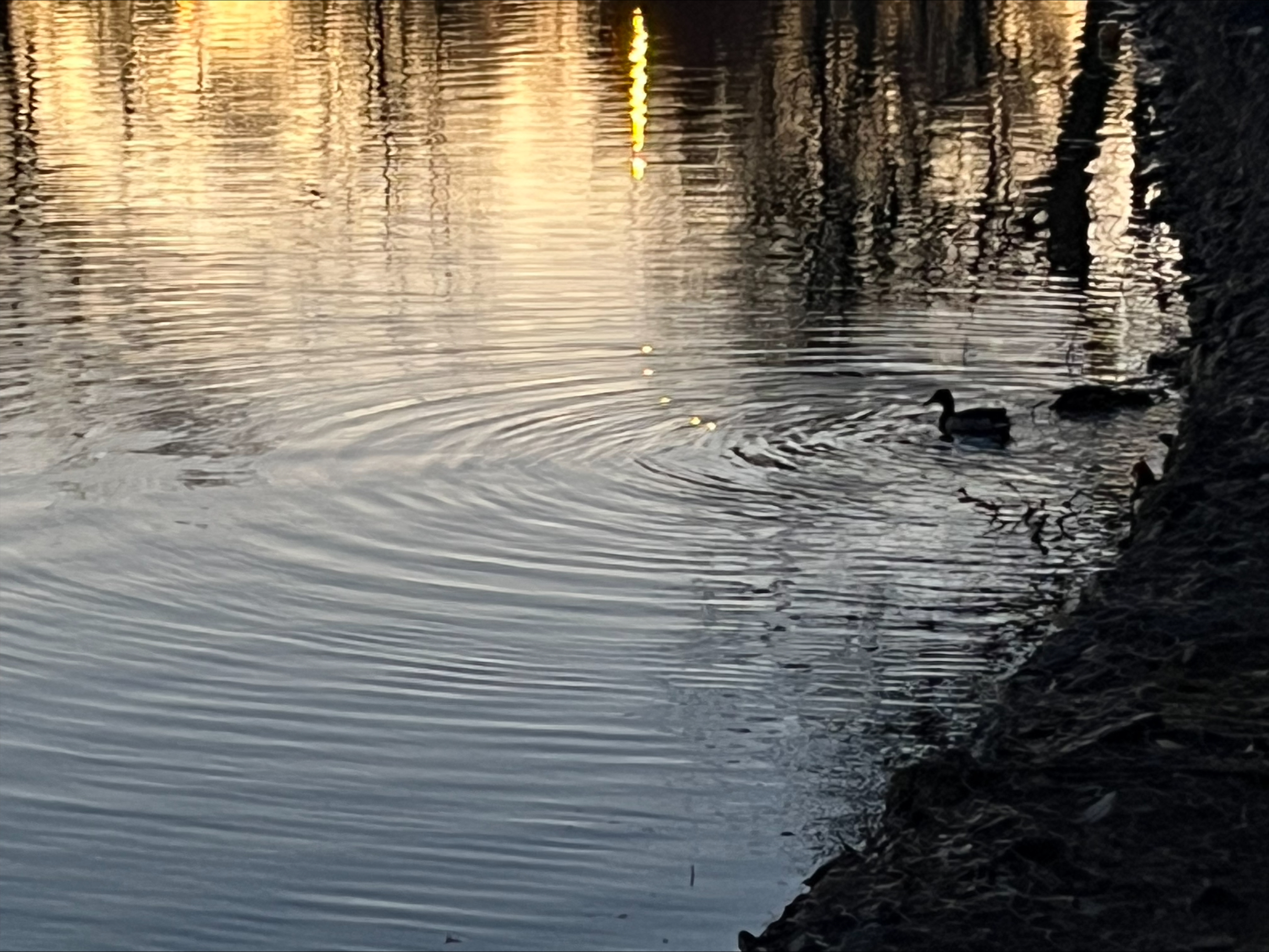 Silhouette of a Duck on the rippling water reflecting sunset, next to the shore